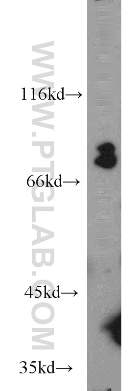 Western Blot (WB) analysis of L02 cells using Siglec-7 Polyclonal antibody (13939-1-AP)