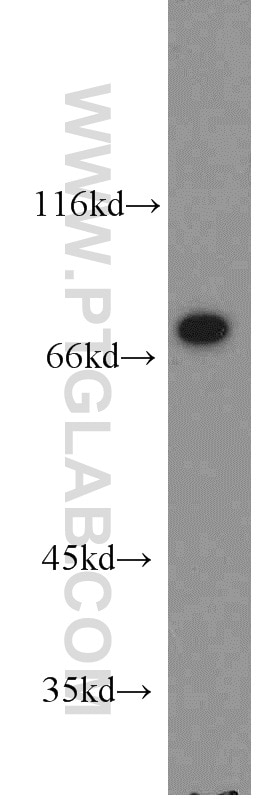 Western Blot (WB) analysis of U-937 cells using Siglec-7 Polyclonal antibody (13939-1-AP)