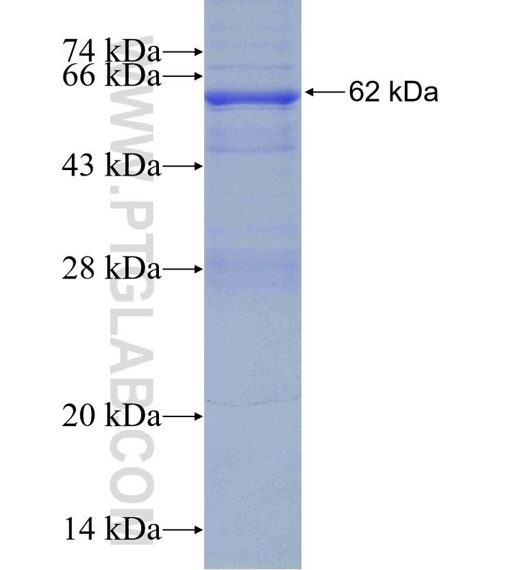 SIGLEC7 fusion protein Ag4220 SDS-PAGE