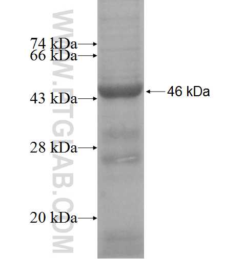 SIGLEC8 fusion protein Ag10043 SDS-PAGE