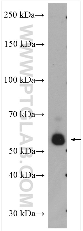 Western Blot (WB) analysis of HL-60 cells using Siglec-9 Polyclonal antibody (13377-1-AP)