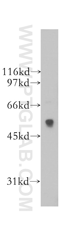 Western Blot (WB) analysis of mouse skeletal muscle tissue using Siglec-9 Polyclonal antibody (13377-1-AP)