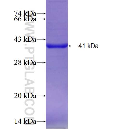 SIGLEC9 fusion protein Ag4201 SDS-PAGE