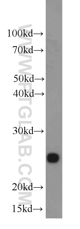 Western Blot (WB) analysis of mouse kidney tissue using SIGMAR1 Polyclonal antibody (15168-1-AP)