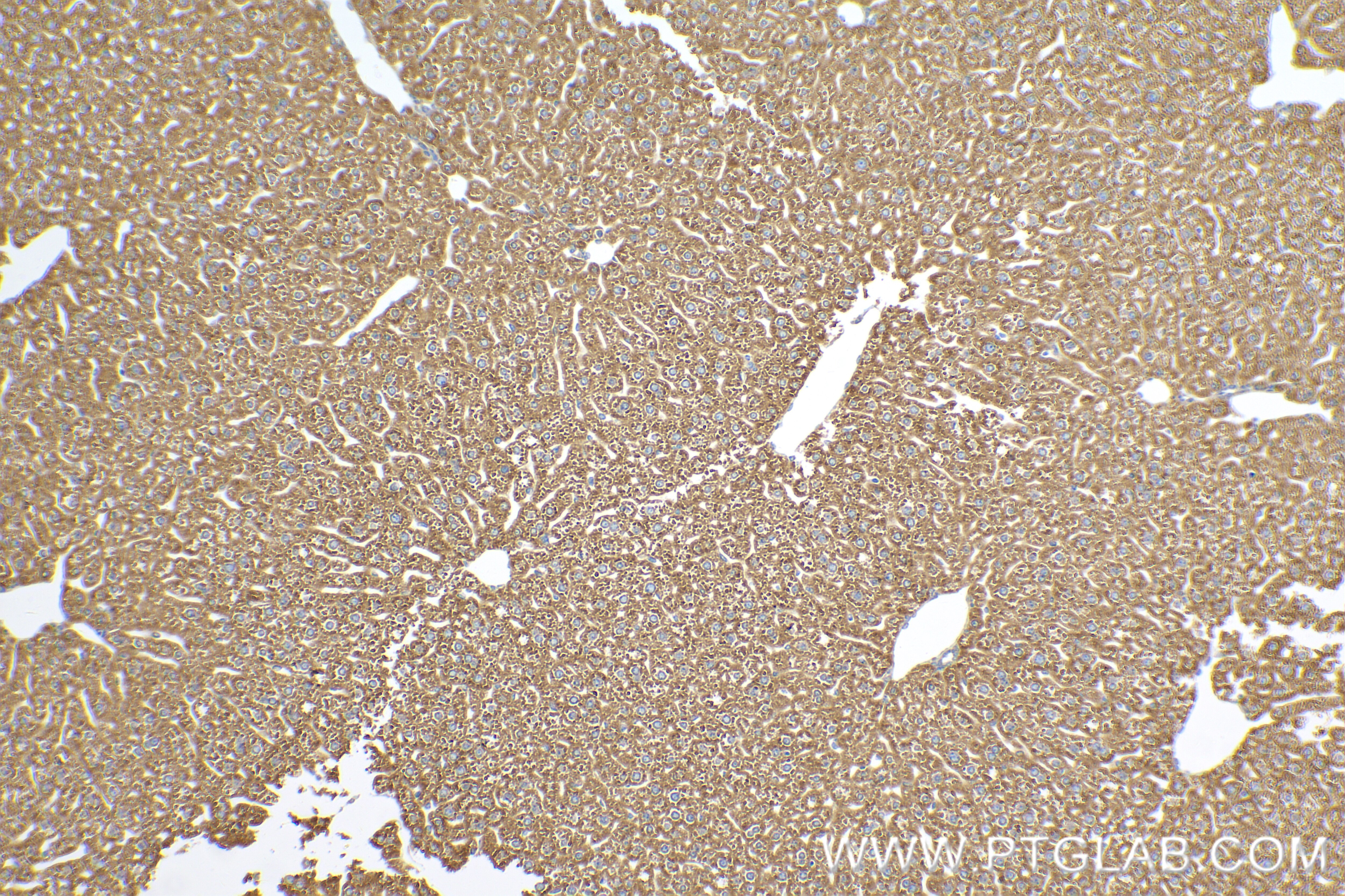 Immunohistochemistry (IHC) staining of mouse liver tissue using SIGMAR1 Recombinant antibody (85064-1-RR)