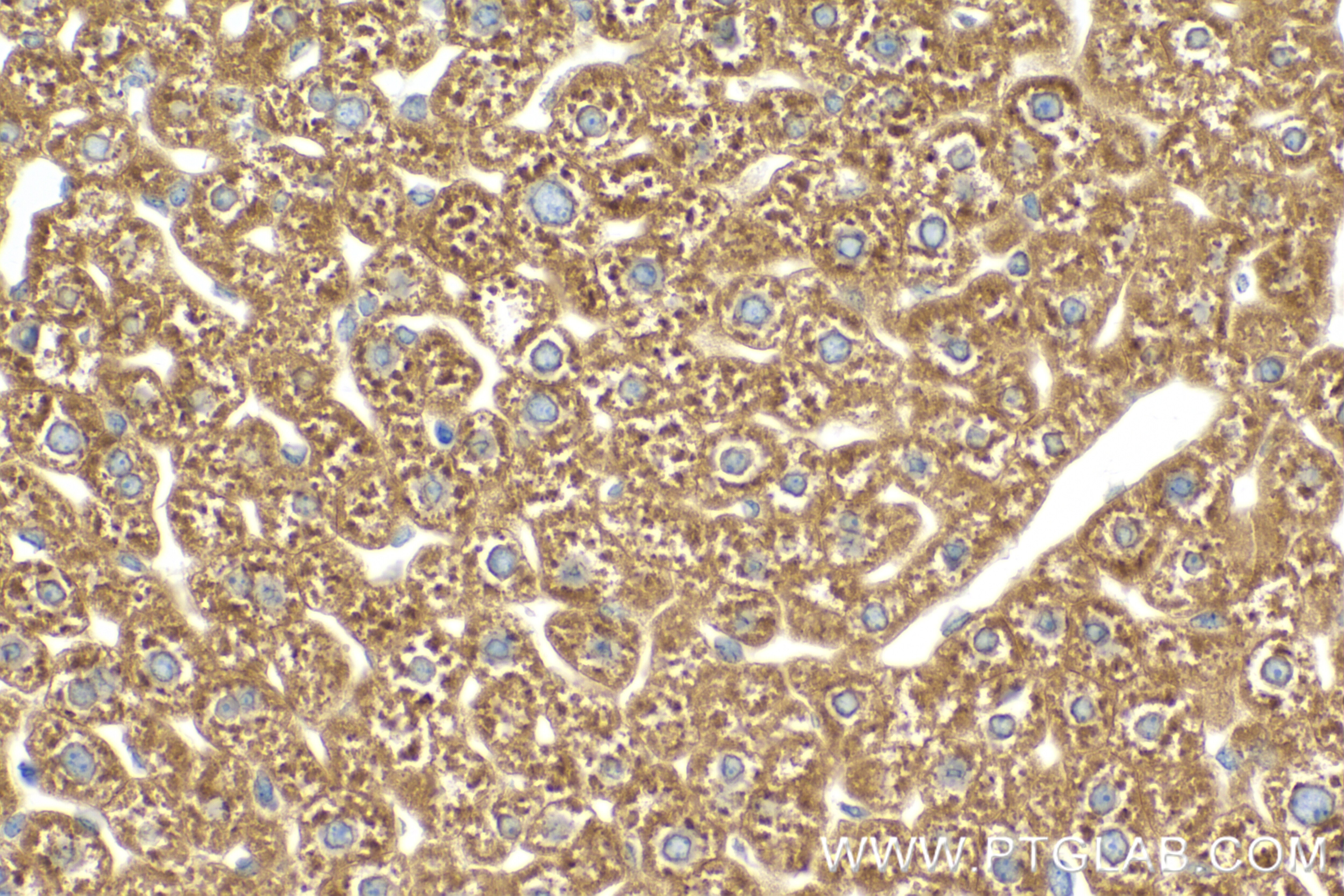 Immunohistochemistry (IHC) staining of mouse liver tissue using SIGMAR1 Recombinant antibody (85064-1-RR)