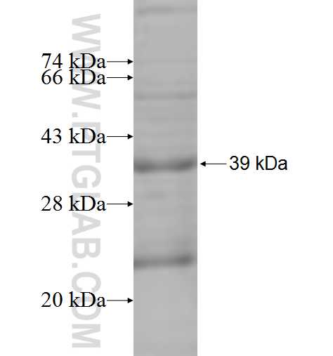 SIGMAR1 fusion protein Ag7351 SDS-PAGE