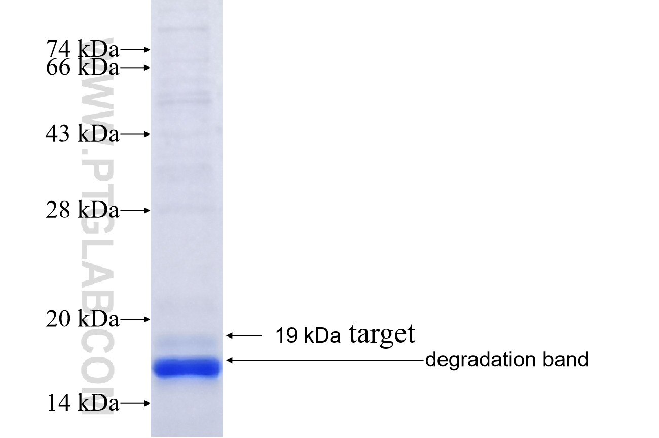 SIGMAR1 fusion protein Ag7530 SDS-PAGE