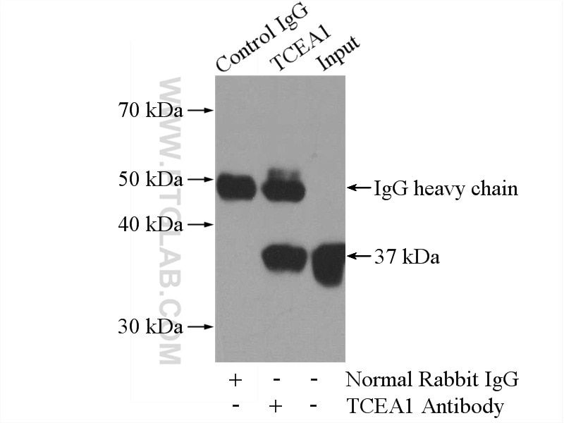 Immunoprecipitation (IP) experiment of HeLa cells using TCEA1 Polyclonal antibody (17825-1-AP)