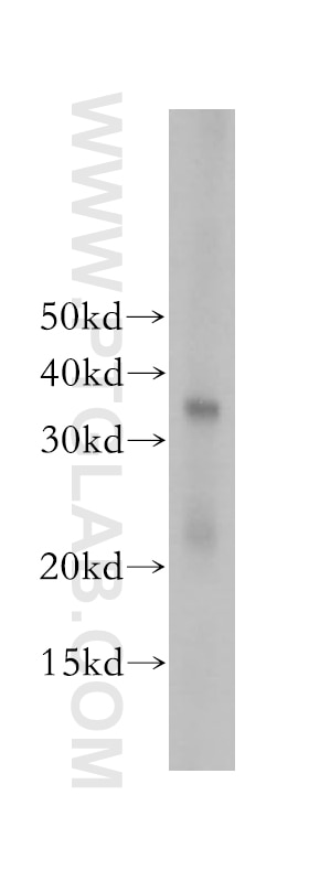 Western Blot (WB) analysis of Sp2/0 cells using TCEA1 Polyclonal antibody (17825-1-AP)