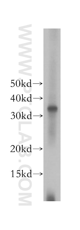 Western Blot (WB) analysis of SGC-7901 cells using TCEA1 Polyclonal antibody (17825-1-AP)