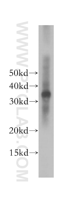 Western Blot (WB) analysis of HeLa cells using TCEA1 Polyclonal antibody (17825-1-AP)