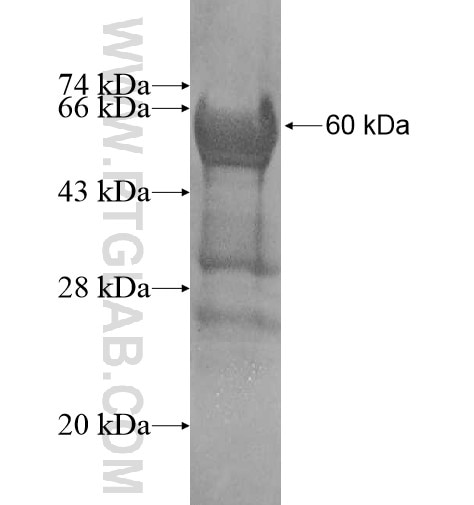 SII-TFIIS,TCEA1 fusion protein Ag12199 SDS-PAGE