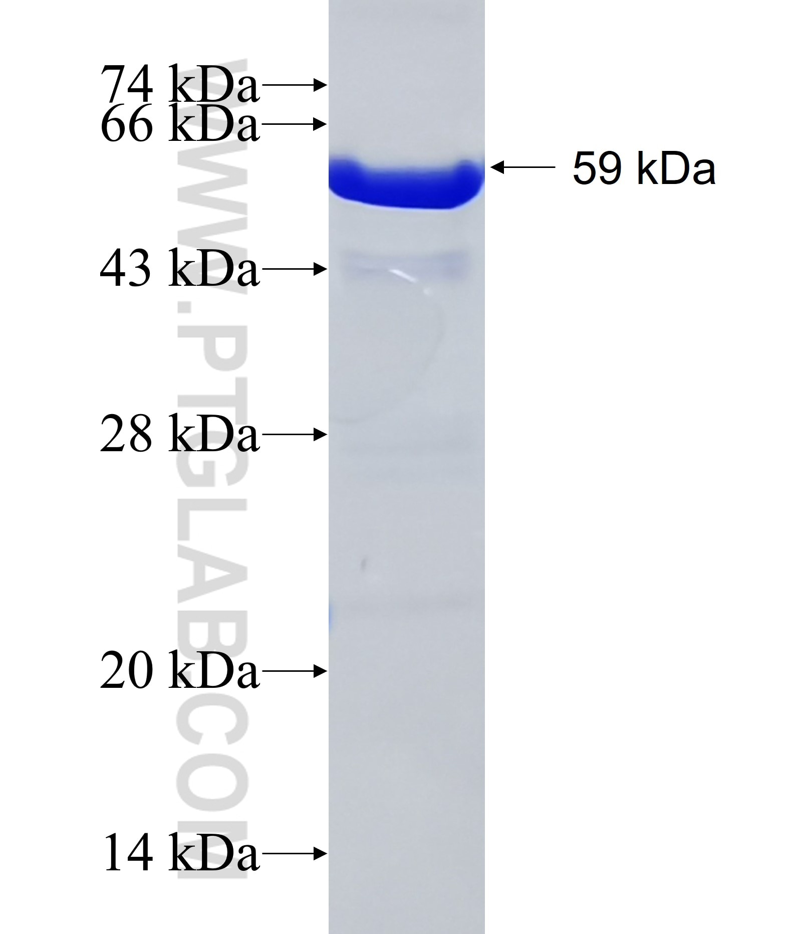 SII-TFIIS,TCEA1 fusion protein Ag12199 SDS-PAGE