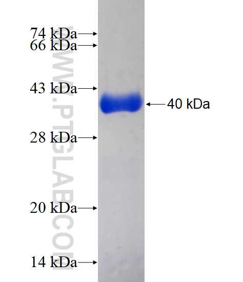 SII-TFIIS,TCEA1 fusion protein Ag12227 SDS-PAGE