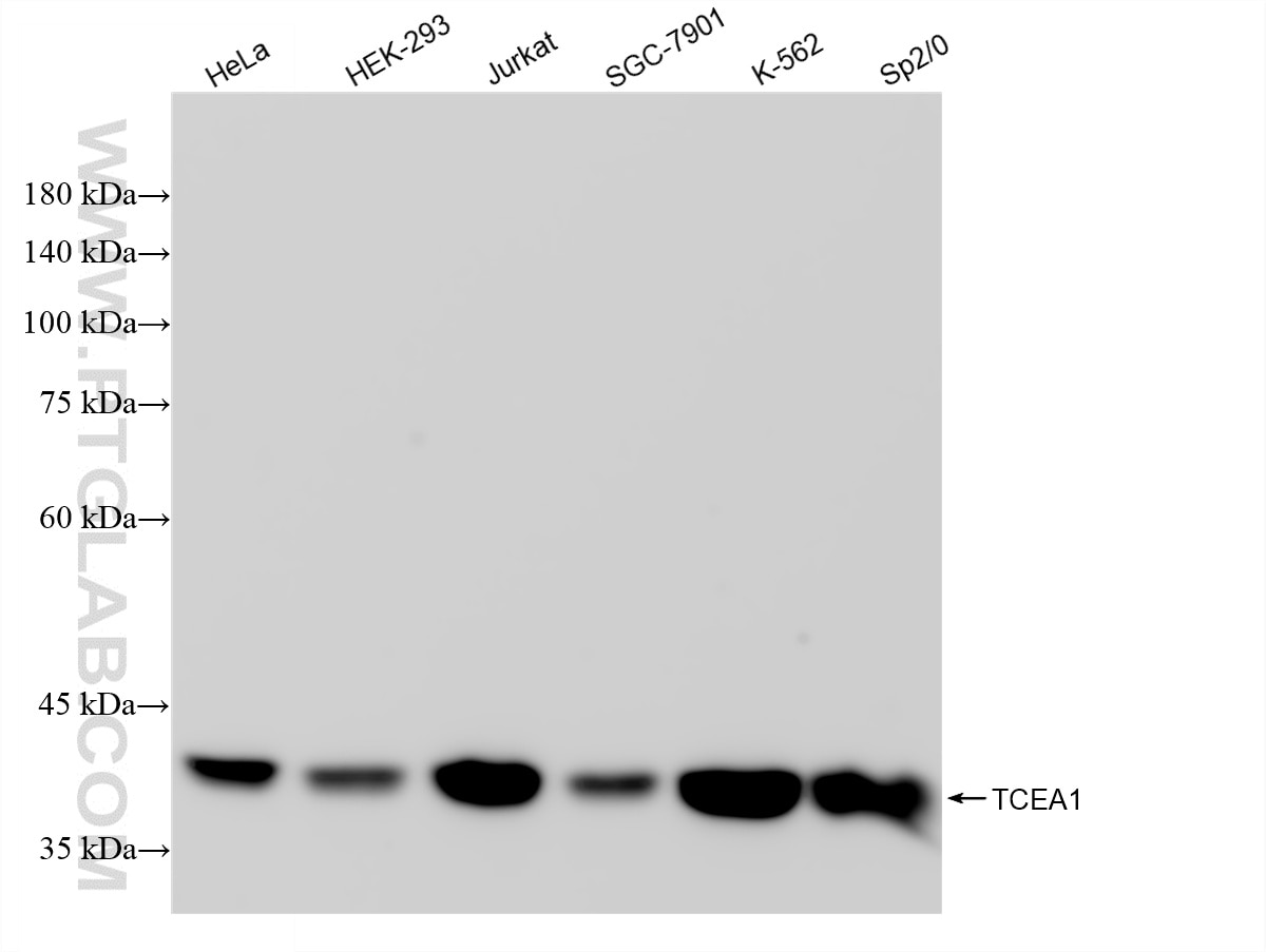Western Blot (WB) analysis of various lysates using SII-TFIIS,TCEA1 Recombinant antibody (85664-4-RR)