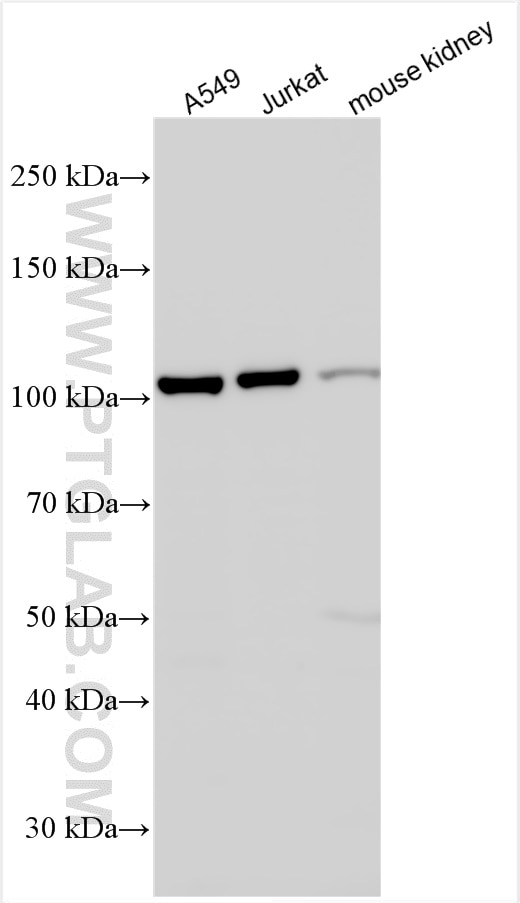 Western Blot (WB) analysis of various lysates using Snf1lk Polyclonal antibody (51045-1-AP)