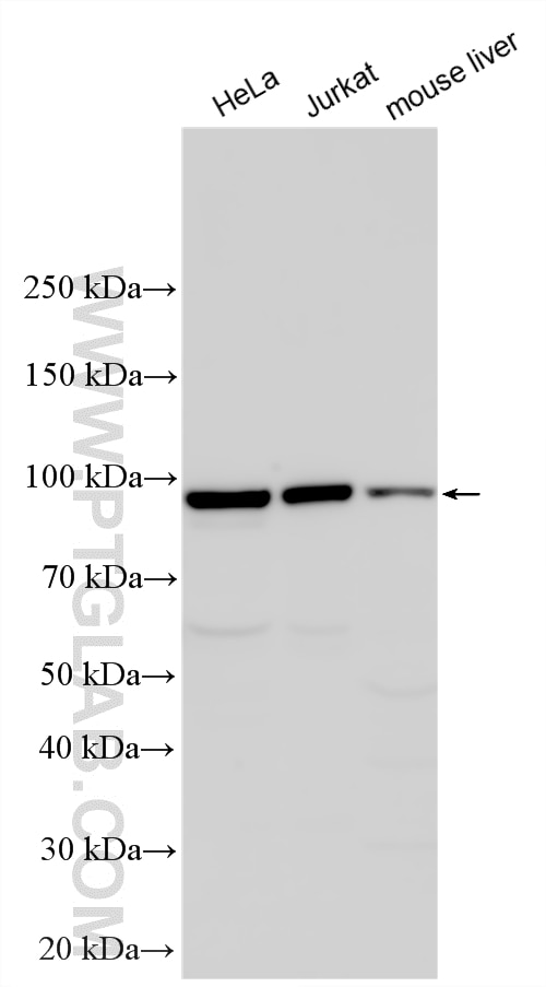 Western Blot (WB) analysis of various lysates using Snf1lk Polyclonal antibody (51045-1-AP)