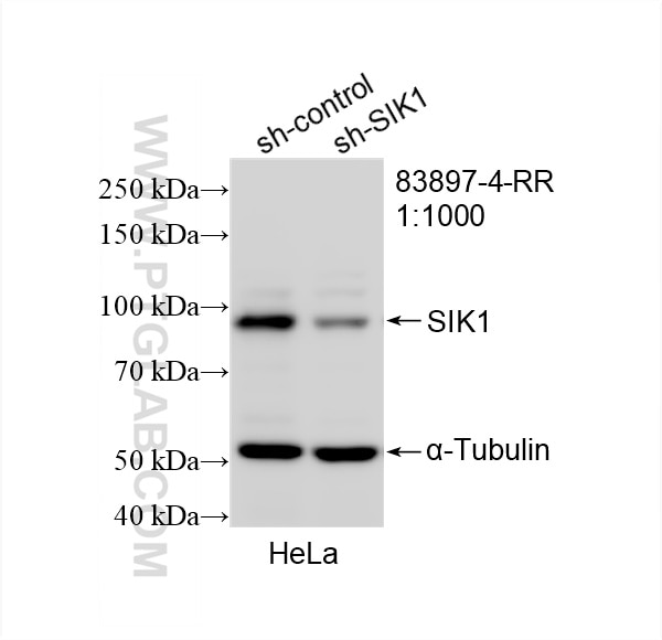 Western Blot (WB) analysis of HeLa cells using SIK1 Recombinant antibody (83897-4-RR)