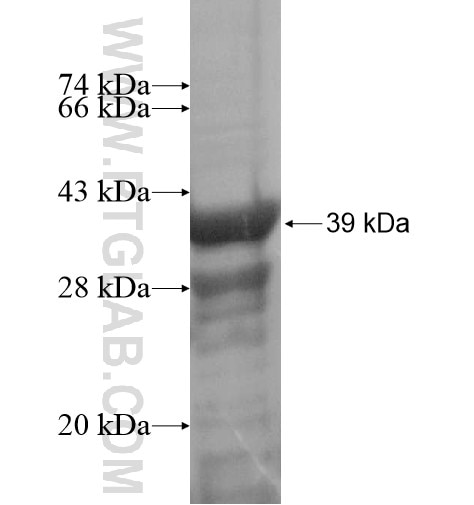 SIK3 fusion protein Ag14051 SDS-PAGE