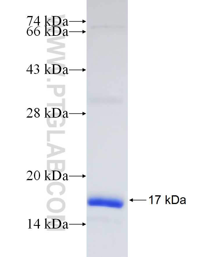 SIKE1 fusion protein Ag18506 SDS-PAGE