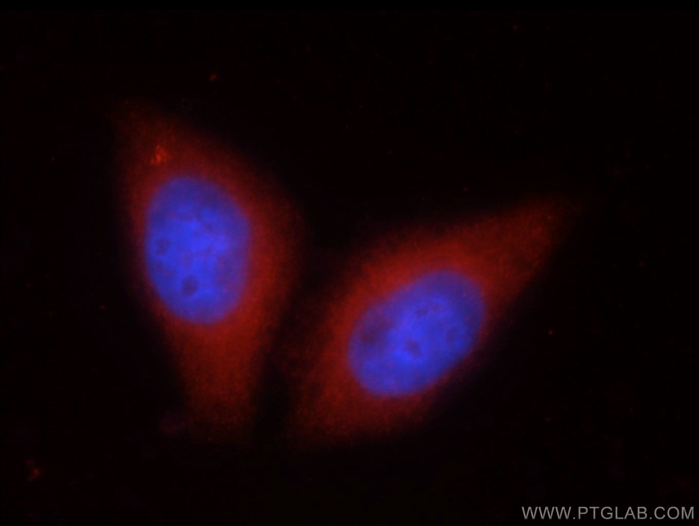 Immunofluorescence (IF) / fluorescent staining of HepG2 cells using SIL1 Polyclonal antibody (24110-1-AP)