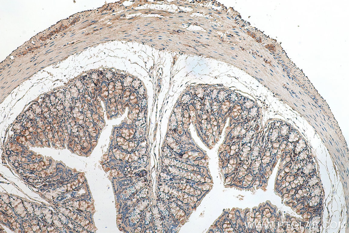 Immunohistochemistry (IHC) staining of mouse colon tissue using SIL1 Polyclonal antibody (24110-1-AP)