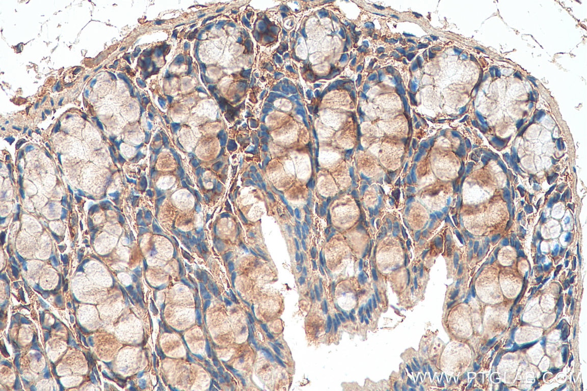 Immunohistochemistry (IHC) staining of mouse colon tissue using SIL1 Polyclonal antibody (24110-1-AP)