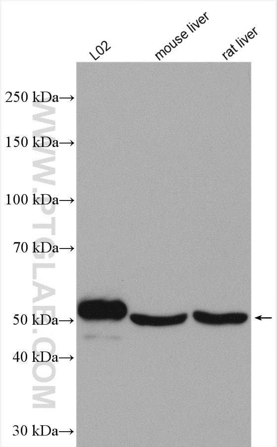 Western Blot (WB) analysis of various lysates using SIL1 Polyclonal antibody (24110-1-AP)