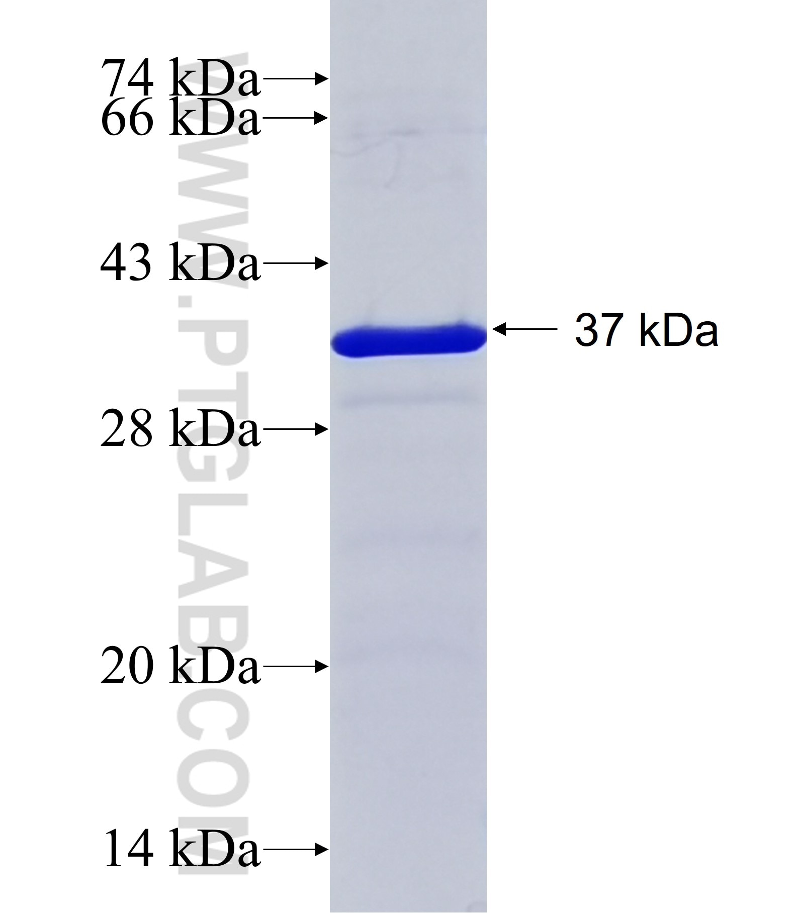 SIM1 fusion protein Ag35838 SDS-PAGE SIM1 fusion protein Ag35838 SDS-PAGE