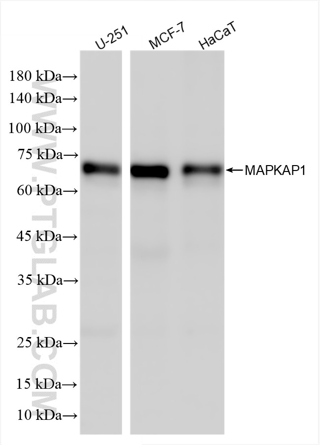 SIN1/MAPKAP1