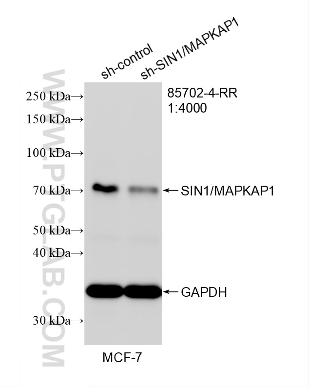 Western Blot (WB) analysis of MCF-7 cells using SIN1/MAPKAP1 Recombinant monoclonal antibody (85702-4-RR)