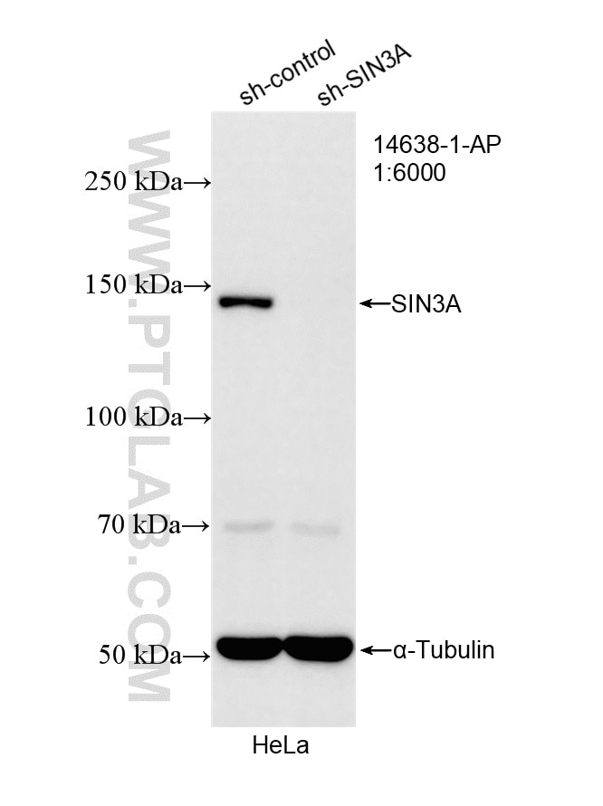 Western Blot (WB) analysis of HeLa cells using SIN3A Polyclonal antibody (14638-1-AP)