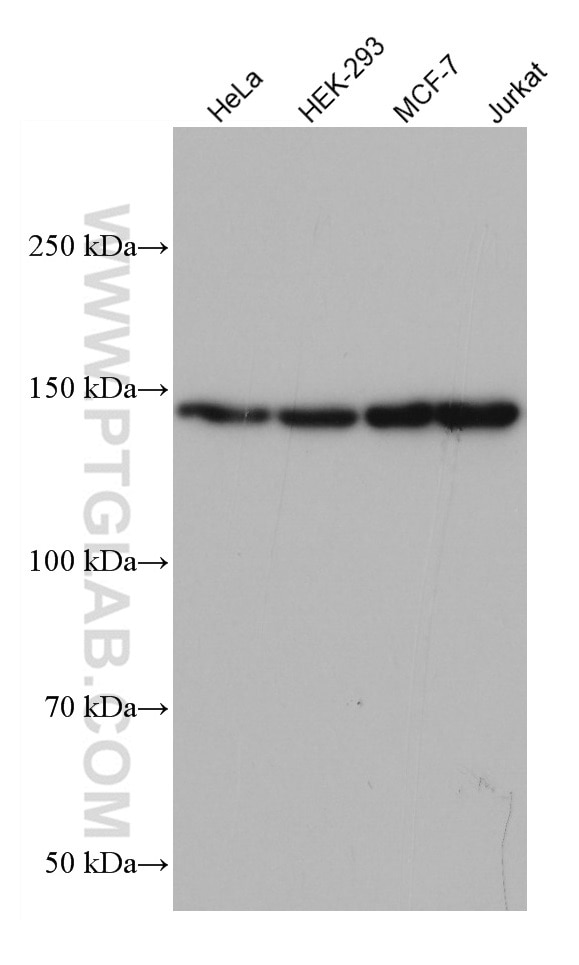 Western Blot (WB) analysis of various lysates using SIN3A Monoclonal antibody (67197-1-Ig)