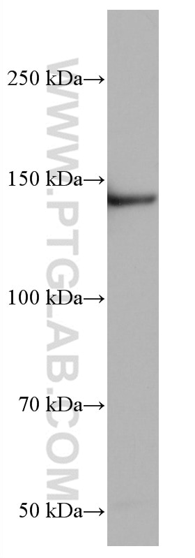 Western Blot (WB) analysis of HSC-T6 cells using SIN3A Monoclonal antibody (67197-1-Ig)