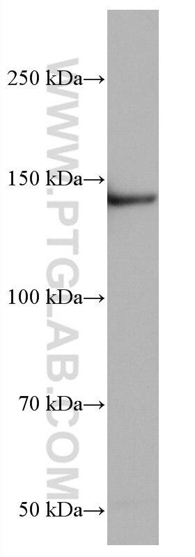 Western Blot (WB) analysis of HSC-T6 cells using SIN3A Monoclonal antibody (67197-1-Ig)