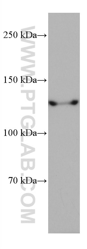 Western Blot (WB) analysis of NIH/3T3 cells using SIN3A Monoclonal antibody (67197-1-Ig)