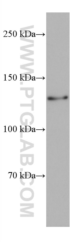 Western Blot (WB) analysis of 4T1 cells using SIN3A Monoclonal antibody (67197-1-Ig)