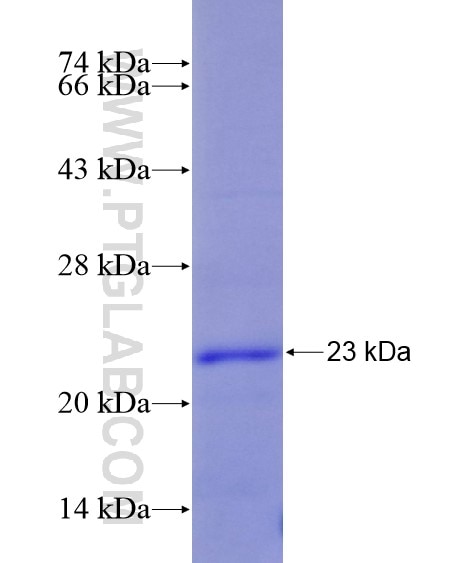 SIN3A fusion protein Ag28865 SDS-PAGE