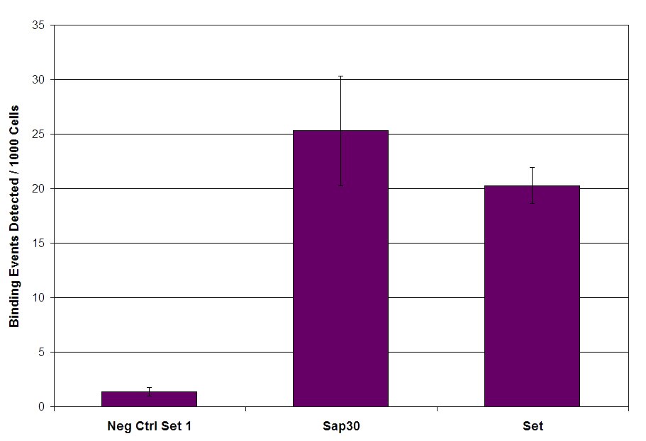 SIN3A antibody (pAb) tested by ChIP. Chromatin immunoprecipitation (ChIP) was performed using the ChIP-IT High Sensitivity Kit (Cat. No. 53040) with 30 ug of chromatin from TM4 Sertoli cells and 5 ul of SIN3A antibody. ChIP DNA was used in qPCR with the control primer pairs or gene-specific primer pairs as indicated. Data are presented as Binding Events Detected per 1000 Cells using Active Motif's Epigenetic Services normalization scheme which accounts for primer efficiency and the amount of chromatin used in the ChIP reaction.