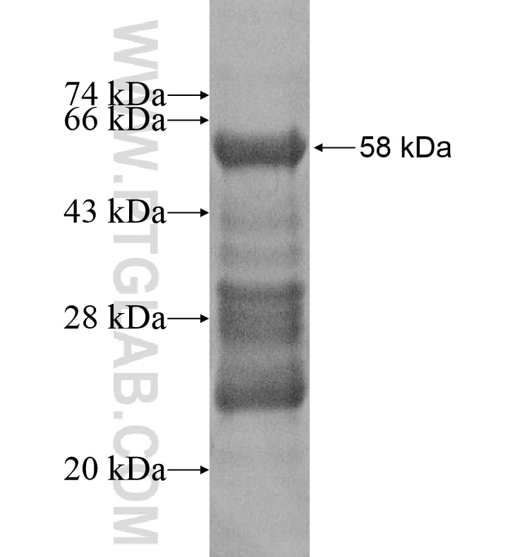 SIP1 fusion protein Ag16500 SDS-PAGE