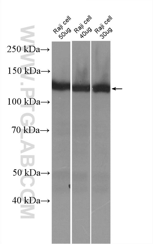 Western Blot (WB) analysis of Raji cells using SIPA1 Polyclonal antibody (26793-1-AP)