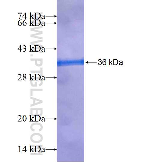 SIPA1 fusion protein Ag25383 SDS-PAGE