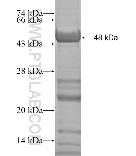 SIPA1L1 fusion protein Ag18900 SDS-PAGE