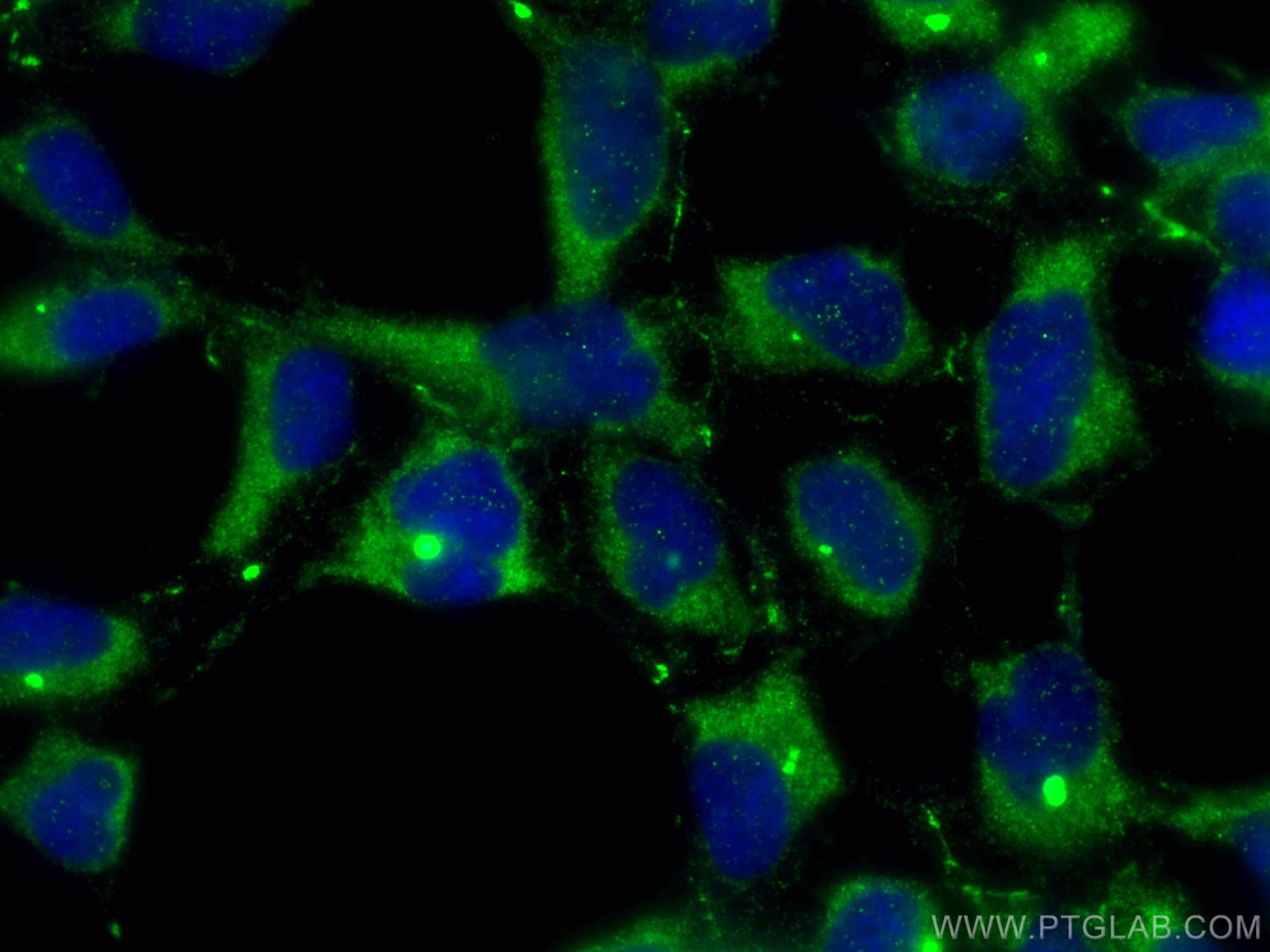 Immunofluorescence (IF) / fluorescent staining of HEK-293 cells using SIPA1L3 Polyclonal antibody (30544-1-AP)