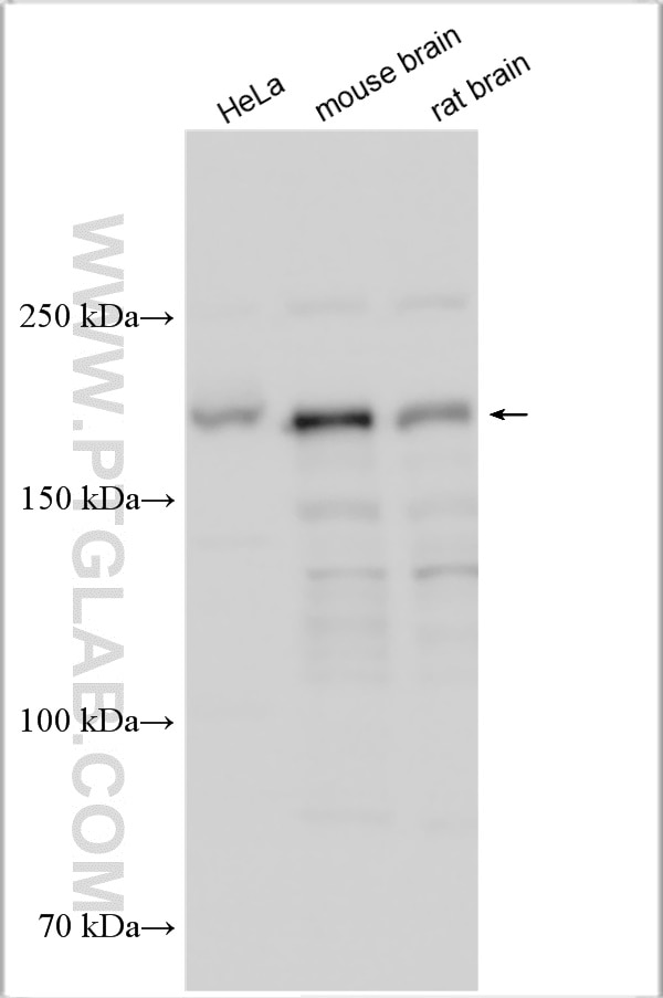 WB analysis using 30544-1-AP