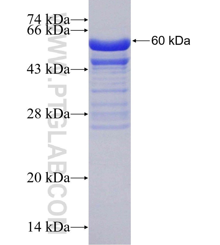 SIPA1L3 fusion protein Ag30750 SDS-PAGE