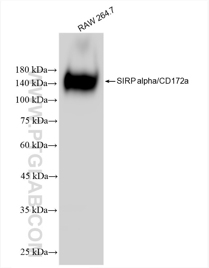 Western Blot (WB) analysis of various lysates using SIRP Alpha/CD172a Recombinant antibody (84430-2-RR)
