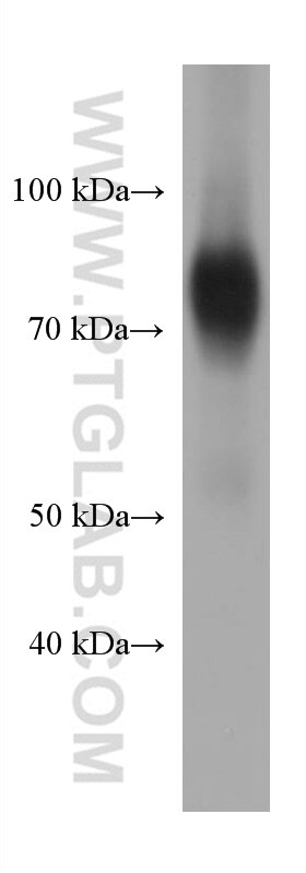 Western Blot (WB) analysis of U-251 cells using SIRP Alpha Monoclonal antibody (67337-1-Ig)