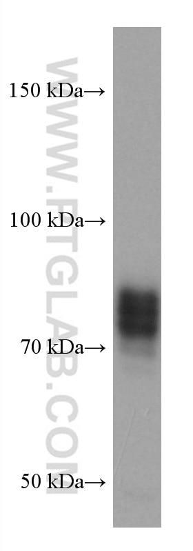 Western Blot (WB) analysis of SW480 cells using SIRP Alpha Monoclonal antibody (67337-1-Ig)